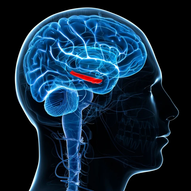 ฮิปโปแคมปัสตั้งอยู่ลึกเข้าไปในสมอง แต่มีบทบาทสำคัญในด้านความจำและการเรียนรู้