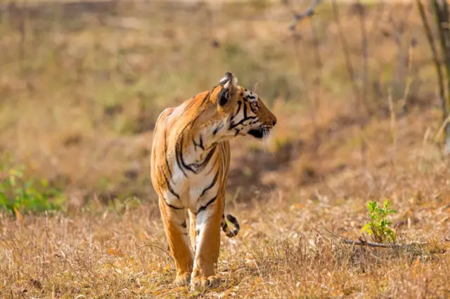 ताडोबा व्याघ्र प्रकल्पातील वाघ