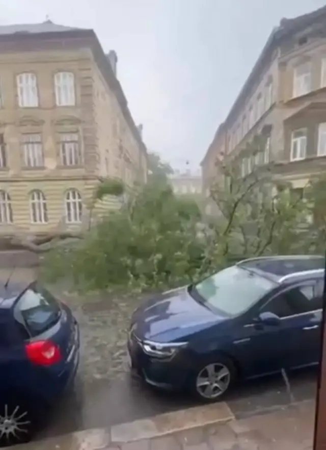 Повалене дерево у Львові