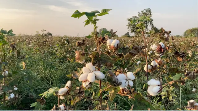 कापसाची शेती