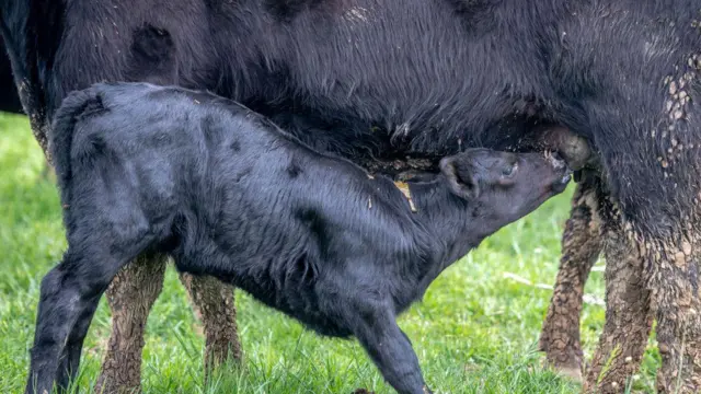 ਗਾਂ ਦਾ ਦੁੱਧ ਪੀਂਦਾ ਵੱਛਾ