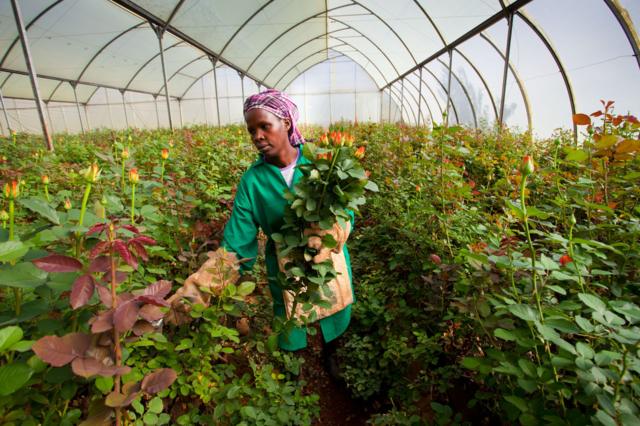 Trabalhadora negra colhe flores em uma estufa no Quênia