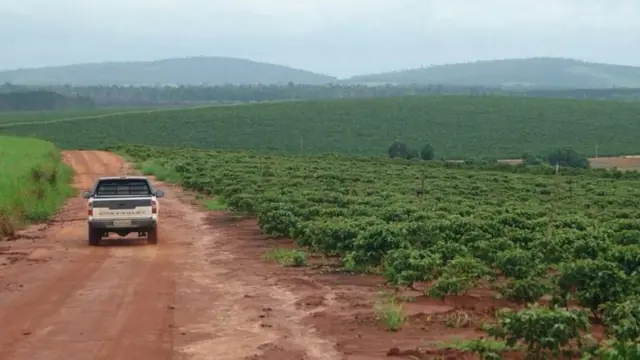 ኣብ ብራዚል ዝርከብ ሕርሻ ቡን