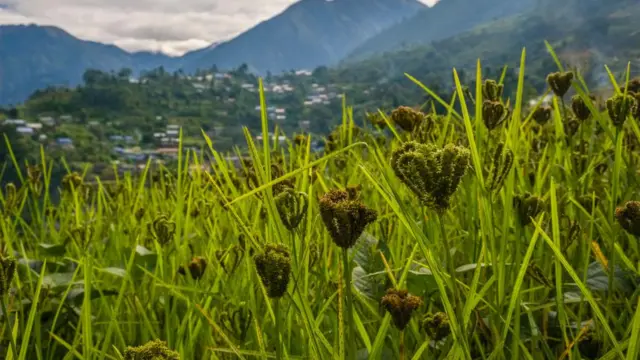 सोलुखुम्बुमा लगाइएको कोदो