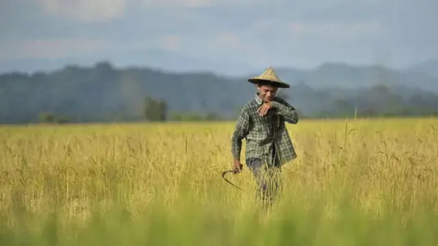 ရခိုင်လယ်သမားတွေရဲ့ စပါးခင်းတွေပျက်စီးမှုတွေကြုံနေရ