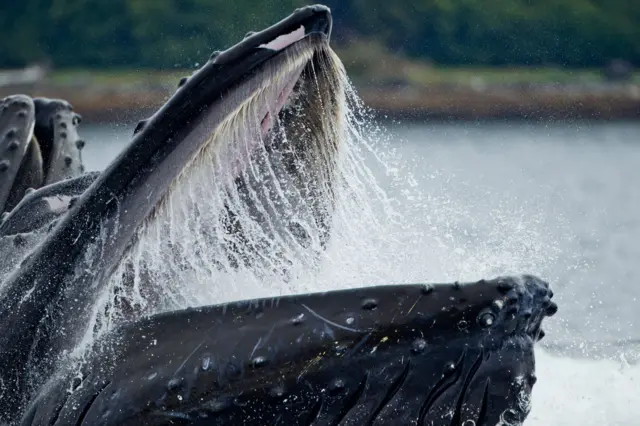  Humpback whale