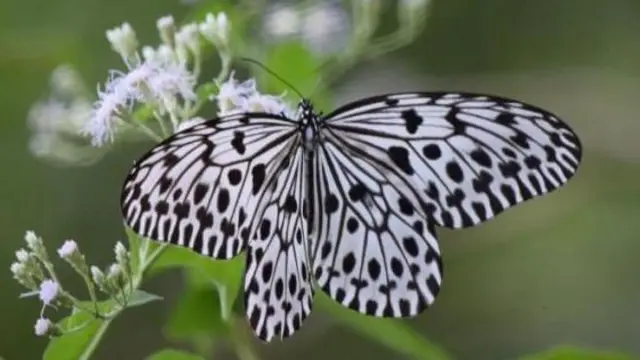 பட்டாம்பூச்சிகள் வலசை, மேற்குத் தொடர்ச்சி மலைகள், இயற்கை, சுற்றுச்சூழல் 