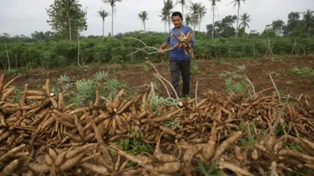 singkong petani