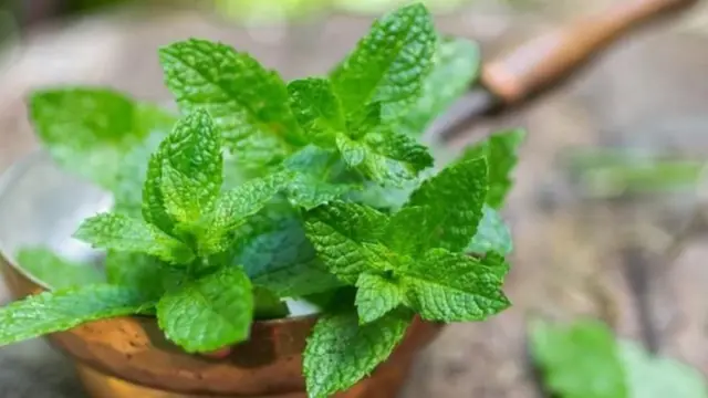 نبات النعناع ينمو في إناء خاص به