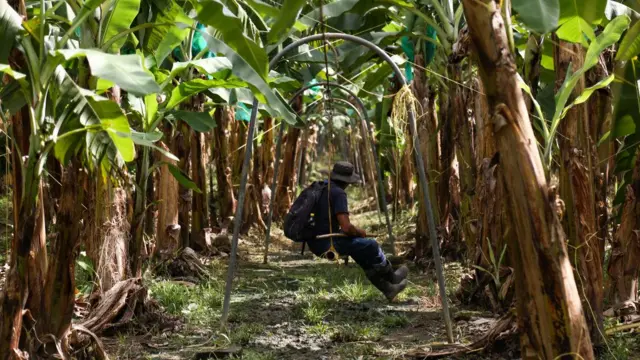 Flora Carita: Pisang