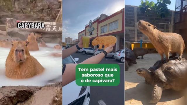 Três imagens com printsjogo do 21 cartasvídeos mostrando capivaras