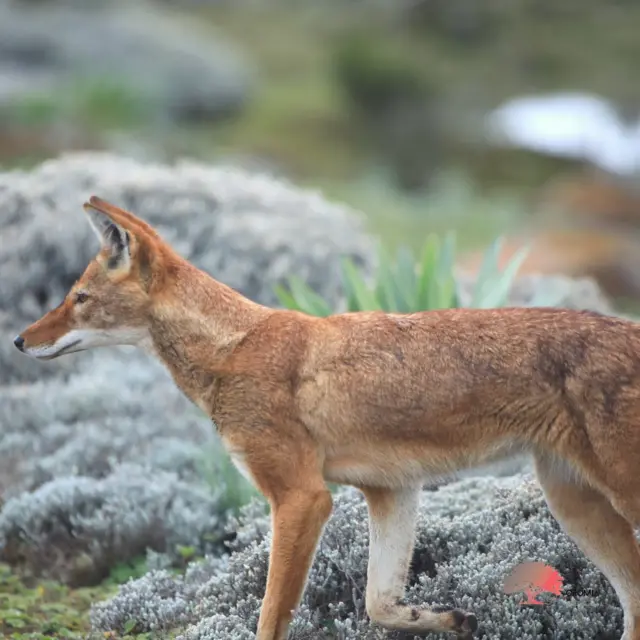 Yolgiz onalar jinsiy aloqa qilishni xohlashadi