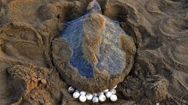 سلحفاة بحرية على شاطيء