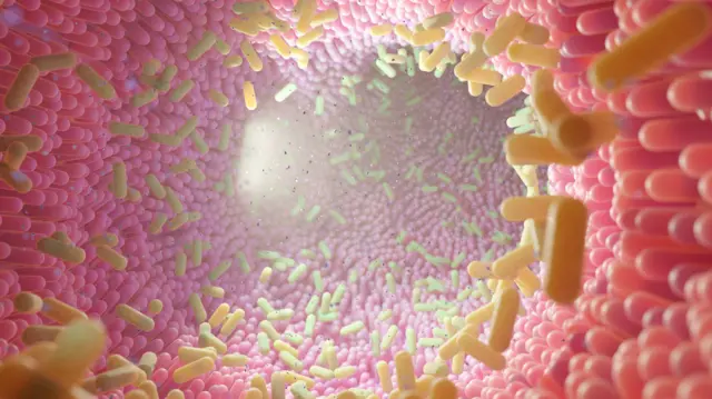 Ilustração das bactérias residentes no intestino humano