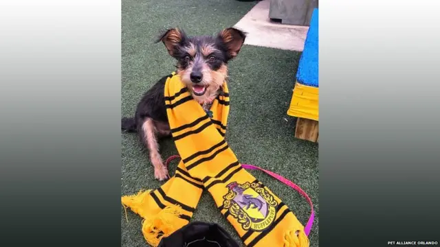 टेरियर-1