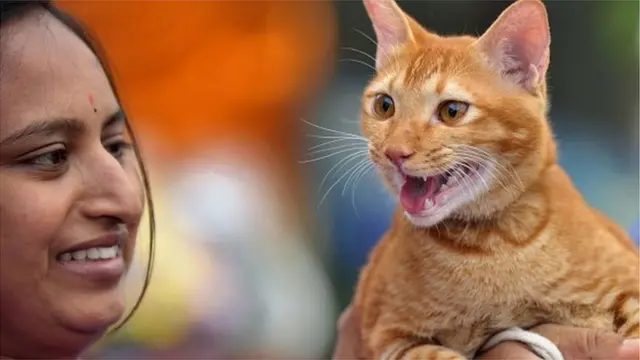 బస్సుల్లో, రైళ్లలో పెంపుడు జంతువులను తీసుకుని వెళ్లవచ్చా?