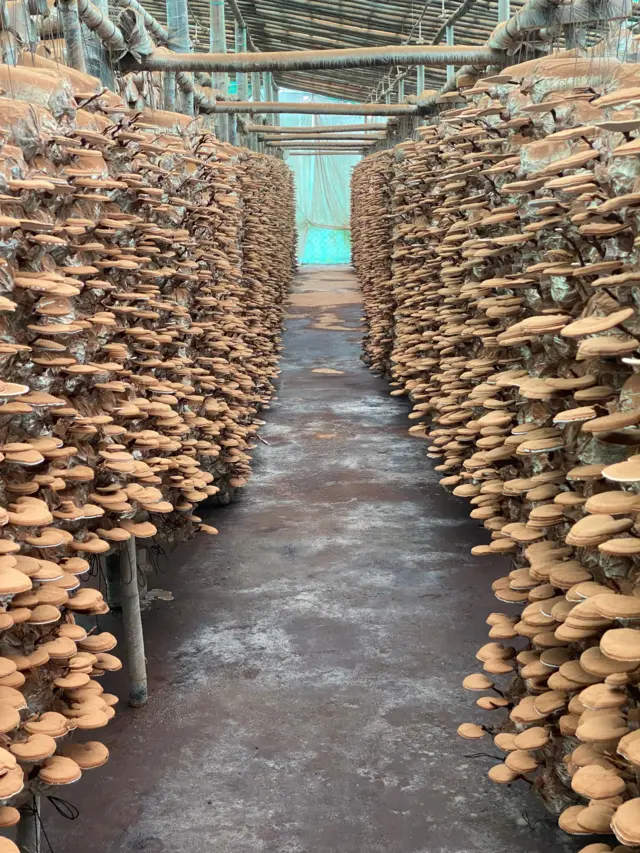 મશરૂમને કેવા રોગ થાય