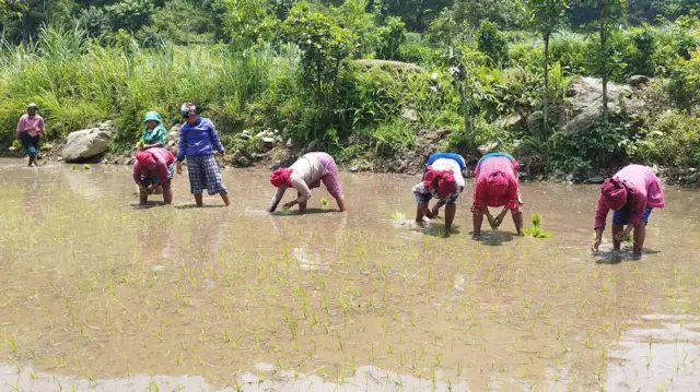 धान रोपाइँ गर्दै किसानहरू