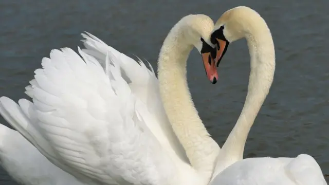 'லவ் ஜிஹாத்' மற்றும் 'சிறப்புத் திருமனச் சட்டம்' இடையே ஊசலாடும் காதல் கதைகள்