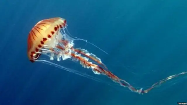 ਸੈਲਫਿਸ਼