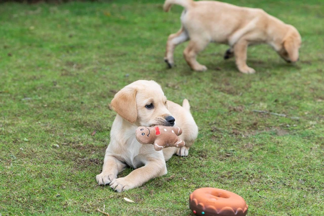 Szczeniak leżący na trawie z gumową zabawką po lewej stronie i innym szczeniakiem w tle.