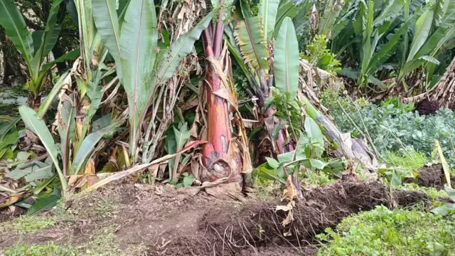 Warqee sigiga lafaatiin miidhame