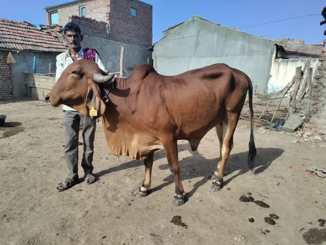 ગીરની ગાયની નસલ માટે IVF 