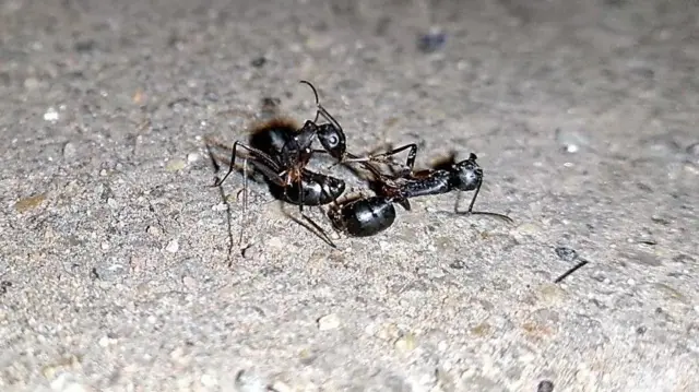 எறும்புகள் தமது ஆன்டனா மூலம் பேசிக்கொள்வது எப்படி? அவற்றின் மொழி என்ன?