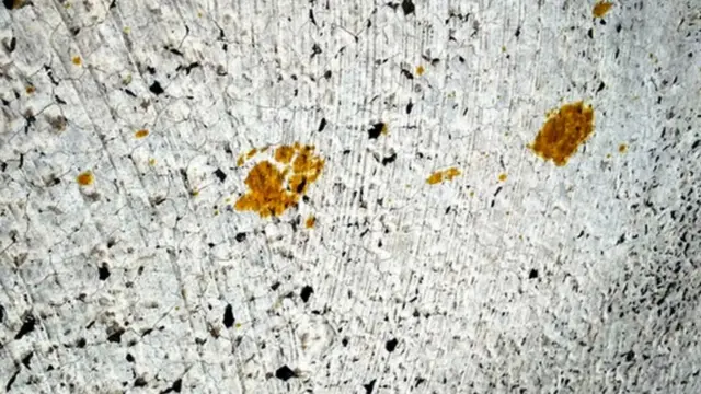 ஜப்பான், புகுயாமா, ரசாயனம், பூனை 