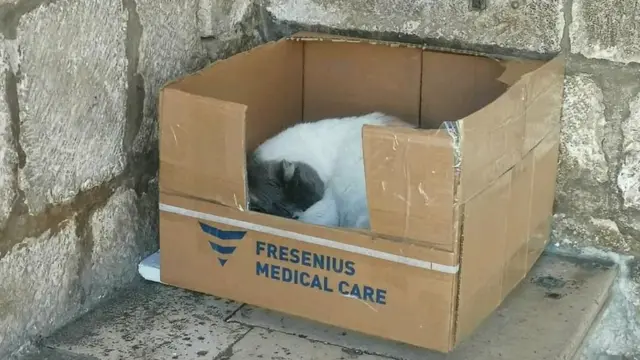 мачка, дубровник, анастазија у кутији