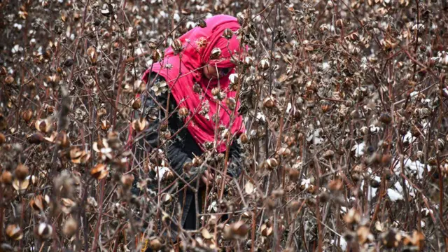 زنی با چادر گلابی در مزرع پنبه نشسته است.
