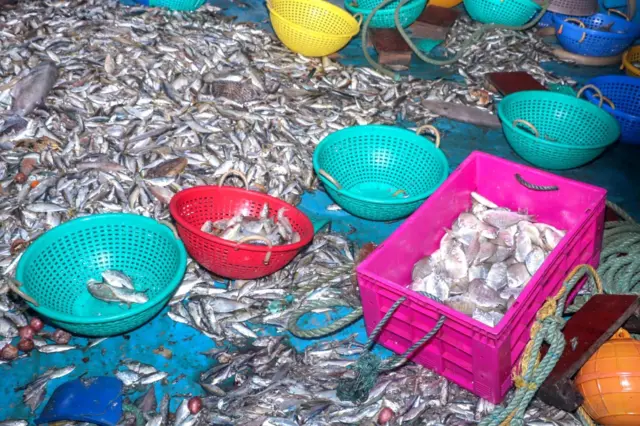 අත්අඩංගුවට ගනු ඉන්දීය ධීවර යාත්‍රාවක තිබු මත්ස්‍ය අස්වැන්න
