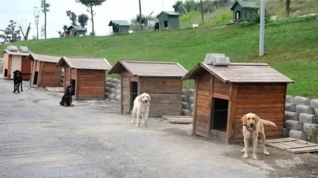 Goobaha lagu xannaaneeyo eeyaha Turkiga