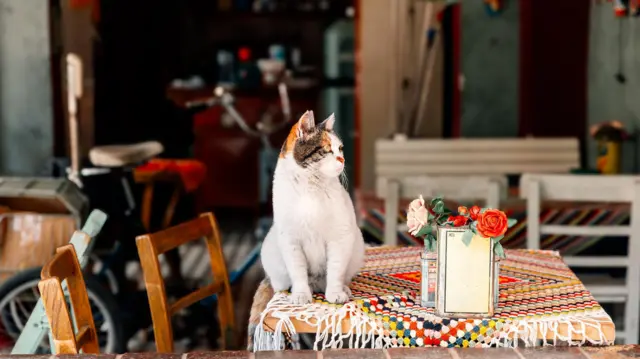 Kot siedzący na stole w kawiarni, Stambuł, Turcja - zdjęcie stockowe