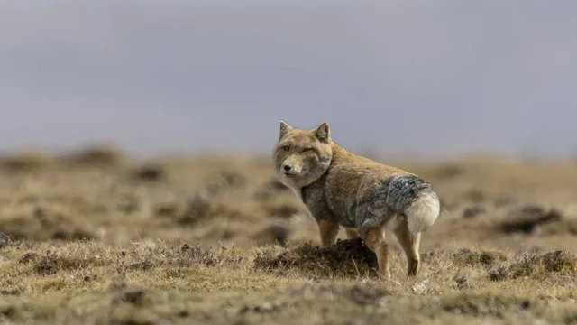 Тибетська лисиця