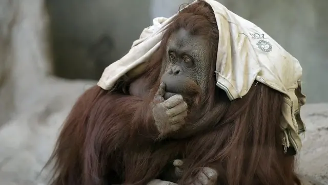 சான்ட்ரா ஒராங்குட்டான்.