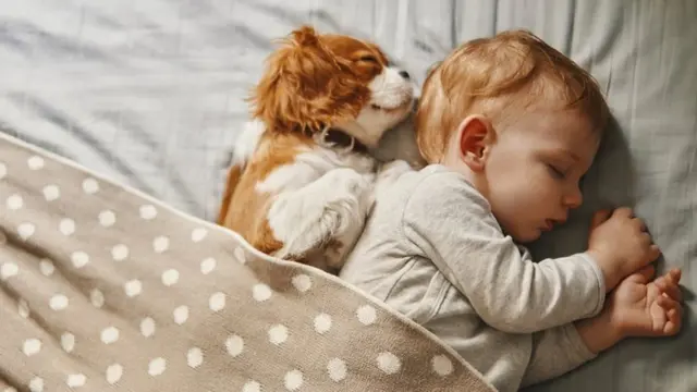 собака и ребенок