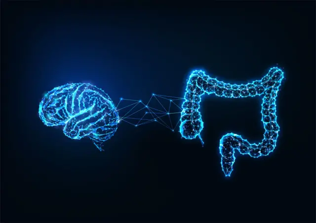 Une illustration d'un cerveau et d'un intestin qui se connectent