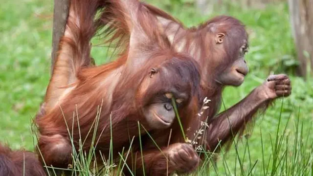 Orangutanes