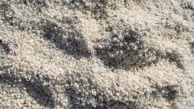 Conchas en Shell Beach.