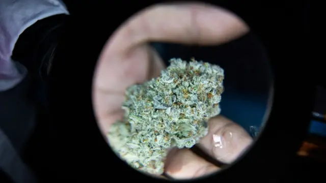 Marihuana lisa para consumir