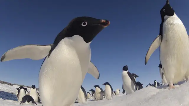 Пінгвін Аделі