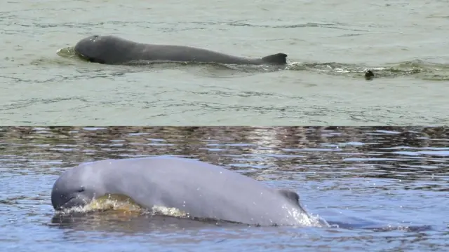 Pesut pesisir dan pesut Mahakam.