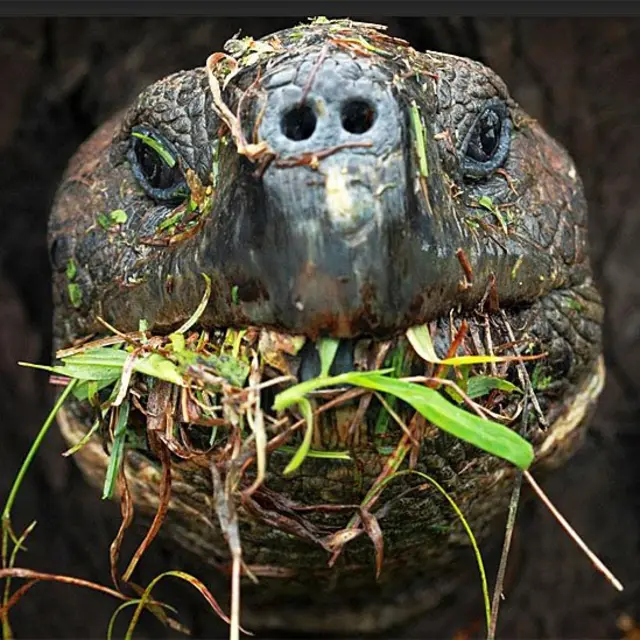 Tortuga gigante comiendo vegetación
