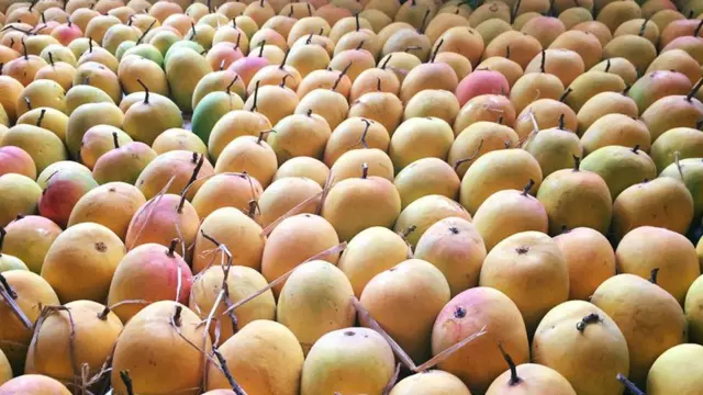 Alphonso Mango