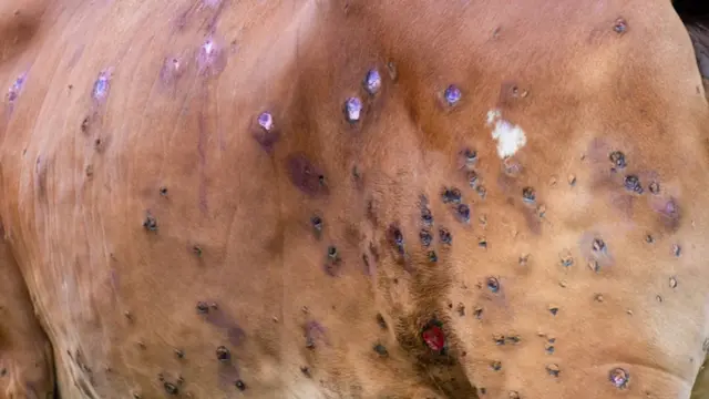 લમ્પી વાઇરસના કેરથી હજારો પશુઓ ત્રસ્ત