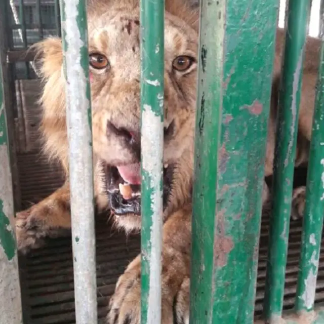 गिर र सिंह