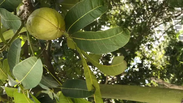 Castanha-do-maranhão