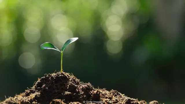 Jika pohon muda dapat dilindungi dalam beberapa bulan pertama sejak penanaman, maka hutan lebih memungkinkan untuk 'hidup' kembali