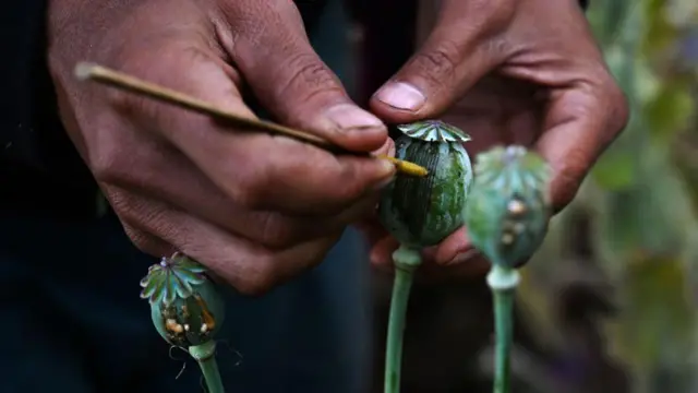 မြန်မာက ကမ္ဘ့ာဘိန်းစိုက်ပျိုးထုတ်လုပ်မှုအများဆုံး နိုင်ငံအနေနဲ့ ဆက်ရပ်တည်နေ